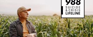 Man in corn field gaze to the sky. 988 Crisis Lifeline. 