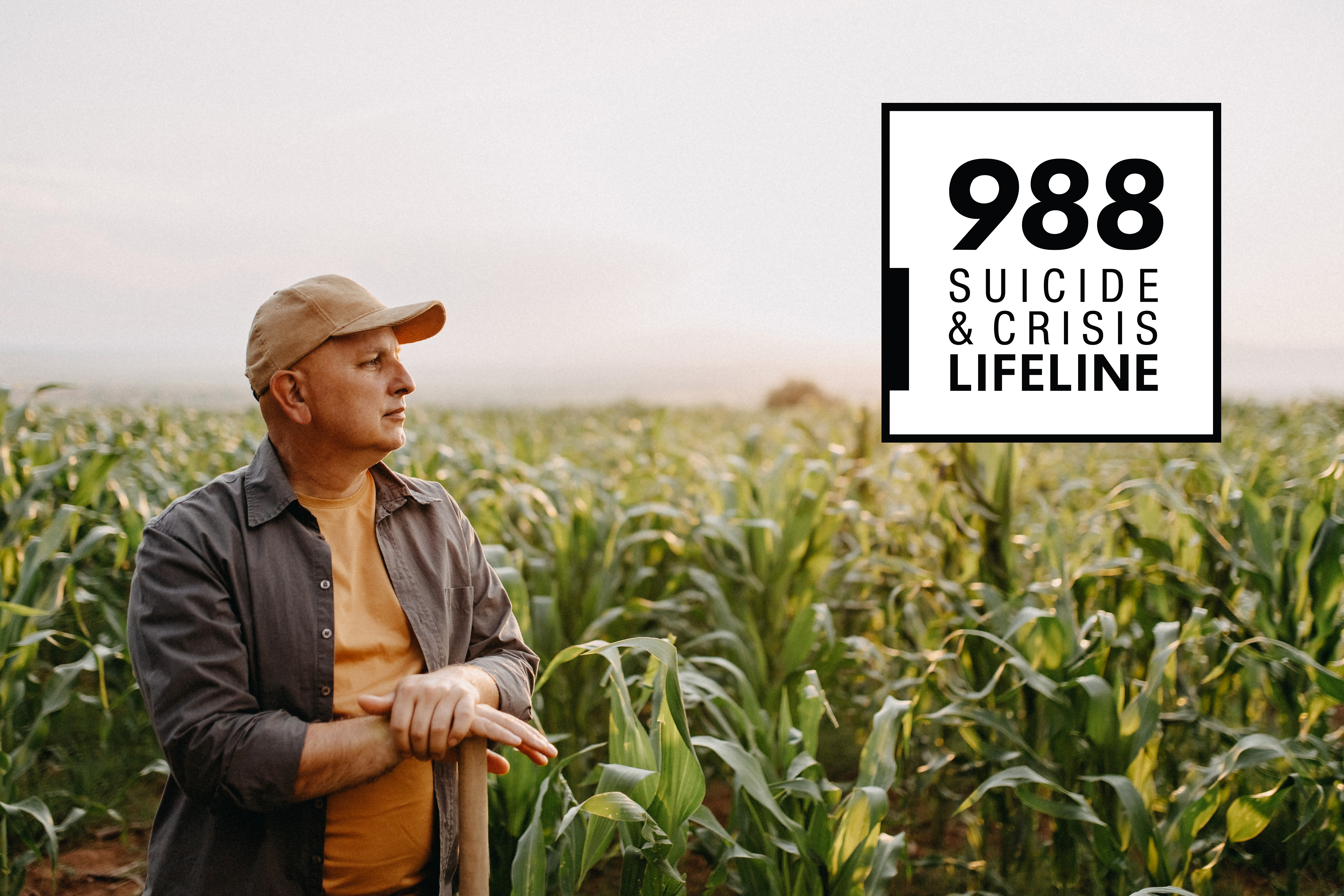 Man in corn field gaze to the sky. 988 Crisis Lifeline. 